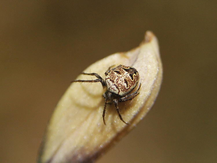 Araneus sp.? - Zilla diodia